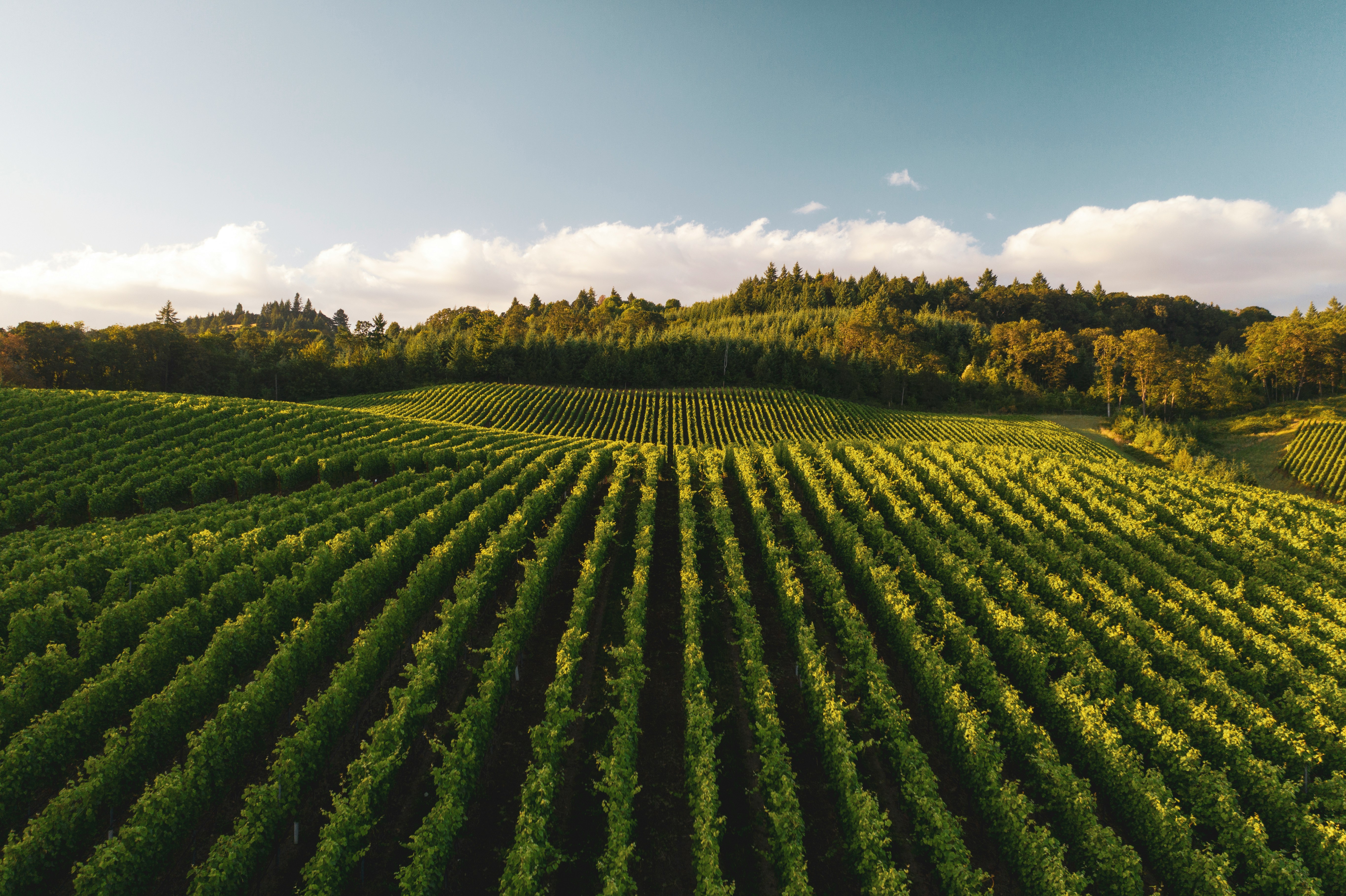 Rows of grapevines across rolling hills at golden hour